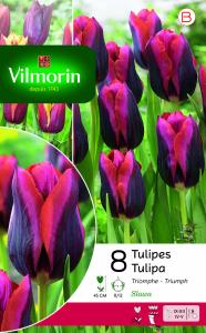 Tulipe Slawa (x8)